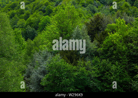 Stechpalme (Ilex Aquifolium), Fuentes Del Narcea, Degaña e Ibias Naturpark, Asturien, Spanien, Europa Stockfoto