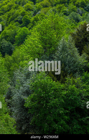 Stechpalme (Ilex Aquifolium), Fuentes Del Narcea, Degaña e Ibias Naturpark, Asturien, Spanien, Europa Stockfoto