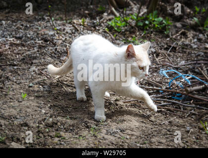 Schöne, weiße und beige Katze mit schönen Augen wandern im Hinterhof, im Garten an einem sonnigen Tag, neugierig Stockfoto