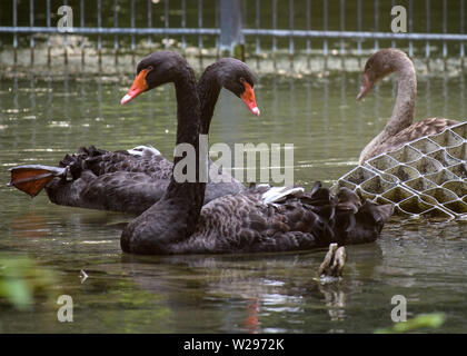 München, Deutschland. 06 Juli, 2019. Eine Trauer schwan Paar mit einem jungen Tier (r) schwimmt oben in das Gehäuse im Tierpark Hellabrunn. Anlässlich der Pride Week und Christopher Street Day in München, der Zoo bietet eine spezielle Führung auf homosexuelles Verhalten bei Tieren zum ersten Mal auf mehrere Abende. (Dpa', wo Homosexualität ist ein Vorteil: zoo Tour über Schwule Tiere') Credit: Matthias Balk/dpa/Alamy leben Nachrichten Stockfoto