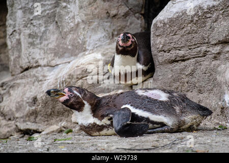 München, Deutschland. 06 Juli, 2019. Zwei männliche Humboldt Pinguine sind in ihrem Gehege im Tierpark Hellabrunn. Anlässlich der Pride Week und Christopher Street Day in München, der Zoo bietet eine spezielle Führung auf homosexuelles Verhalten bei Tieren zum ersten Mal auf mehrere Abende. (Dpa', wo Homosexualität ist ein Vorteil: zoo Tour über Schwule Tiere') Credit: Matthias Balk/dpa/Alamy leben Nachrichten Stockfoto