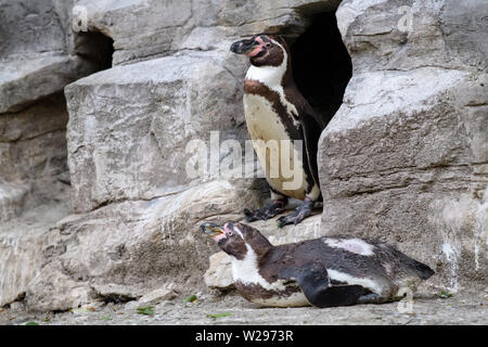 München, Deutschland. 06 Juli, 2019. Zwei männliche Humboldt Pinguine sind in ihrem Gehege im Tierpark Hellabrunn. Anlässlich der Pride Week und Christopher Street Day in München, der Zoo bietet eine spezielle Führung auf homosexuelles Verhalten bei Tieren zum ersten Mal auf mehrere Abende. (Dpa', wo Homosexualität ist ein Vorteil: zoo Tour über Schwule Tiere') Credit: Matthias Balk/dpa/Alamy leben Nachrichten Stockfoto