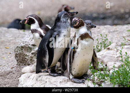 München, Deutschland. 06 Juli, 2019. Ein Humboldt Pinguin Familie bleibt in ihrem Gehege im Tierpark Hellabrunn. Anlässlich der Pride Week und Christopher Street Day in München, der Zoo bietet eine spezielle Führung auf homosexuelles Verhalten bei Tieren zum ersten Mal auf mehrere Abende. (Dpa', wo Homosexualität ist ein Vorteil: zoo Tour über Schwule Tiere') Credit: Matthias Balk/dpa/Alamy leben Nachrichten Stockfoto