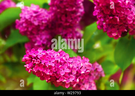 Blühender Flieder im Garten. Schöner Frühling Blumen. Erwachen der Natur. Stockfoto