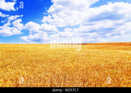Weizenfeld in Krim. Schöne Sommer Landschaft. Stockfoto