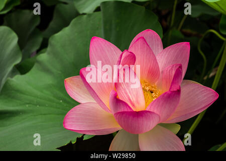 Ägyptischer Lotus auf dem See aus dem Zirkus Park, Bukarest, Rumänien Stockfoto