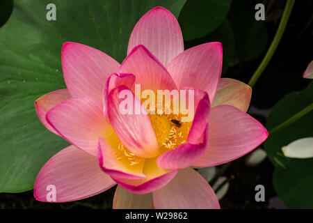 Ägyptischer Lotus auf dem See aus dem Zirkus Park, Bukarest, Rumänien Stockfoto