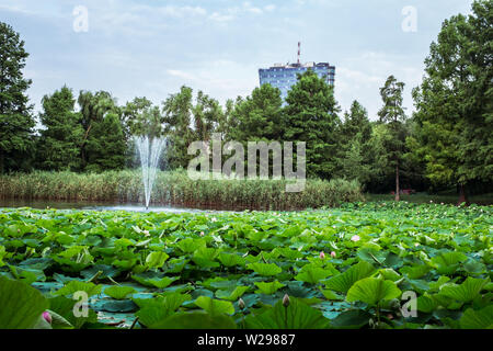 Ägyptischer Lotus auf dem See aus dem Zirkus Park, Bukarest, Rumänien Stockfoto