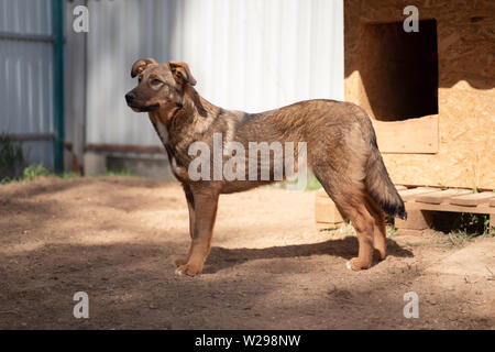 Bild Seite von Ingwer Hund in der Nähe von Holz- stand im Hof im Sommer Stockfoto