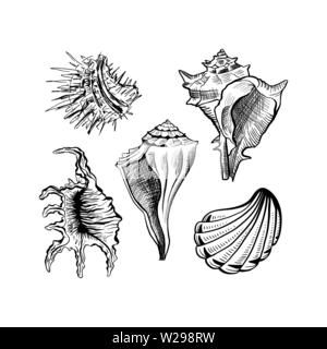 Eckig murex seashell Hand gezeichnet Vektor einrichten. Seashore Muschel, Muschel monochrom Skizze. Freihand Kontur Venusmuschel Gravur. Conchology isoliert Designelemente. Realistische Kugelschreiber Zeichnung Stock Vektor