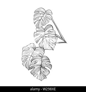 Monstera Blätter handgezeichnete Illustrationen. Zimmerpflanze split Blatt Kontur zeichnen. Philodendron Zweig, Zweig, isolierte Kugelschreiber Skizze. Innen dekorative Pflanze design Element. Botanische Umrisse clipart Stock Vektor