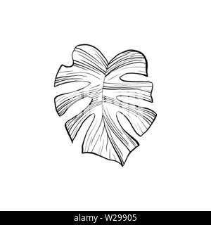 Silver Cloud Anlage Hand gezeichnet Abbildung. Zimmerpflanze split Leaf line Art Zeichnung. Philodendron, monstera leafage Kugelschreiber Skizze. Dekorative pflanze Designelemente. Botanische Umrisse clipart Stock Vektor