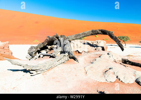 Kamel Dornenbäumen im Ton pan von Deadvlei, Soussusvlei, Namibia Stockfoto