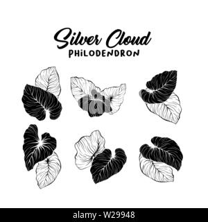 Philodendron handgezeichnete Abbildung. Palm Umrisse und Silhouetten Blätter Zeichnung. Dschungel, Regenwald Laub isoliert cliparts Pack. Exotischen, tropischen Silver cloud Pflanze, monstera Blätter Stock Vektor