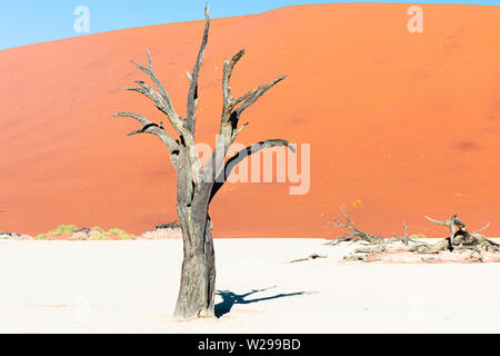 Kamel Dornenbäumen im Ton pan von Deadvlei, Soussusvlei, Namibia Stockfoto