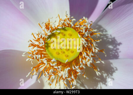 Rosa wasser lilie Blume. Lotus Blume in Insel Bali, Indonesien. Close Up, Makro, Ansicht von oben Stockfoto