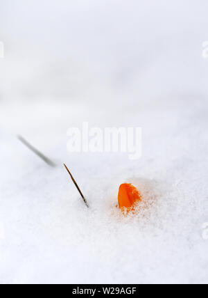 Gelbe Krokusse oder Safran entstehen durch die Schneeoberfläche Stockfoto