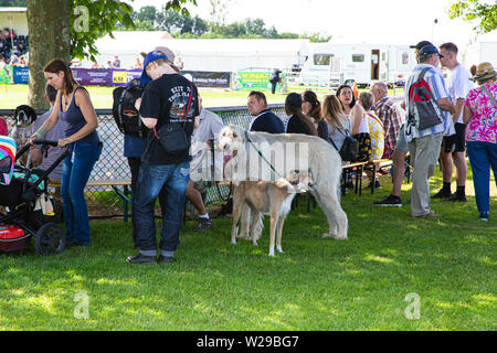 90 Kent County zeigen, Detling, 6. Juli 2019. Big Afghan Hound bei der Show Boden Stockfoto