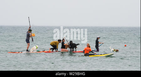 Brighton UK 7. Juli 2019 - Über 30 Hunde und ihre Besitzer versuchen, einen Datensatz für die meisten Hunde in einem Zeitraum von 5 Minuten zu paddeln während dieser Jahre Paddeln Rund um die Pier Beach Festival in Brighton zu setzen. Die jährlichen Paddel Rund um die Pier ist mittlerweile das größte kostenlose Beach Festival in Europa Geld für verschiedene Nächstenliebe einschließlich Surfers gegen Abwasser. Foto: Simon Dack/Alamy leben Nachrichten Stockfoto