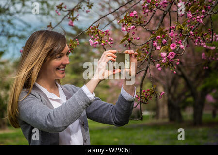 Frau fotografieren rosa Kirschblüte auf einen Baum. Stockfoto