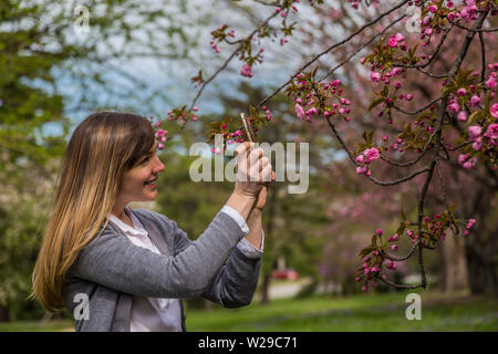 Frau fotografieren rosa Kirschblüte auf einen Baum. Stockfoto