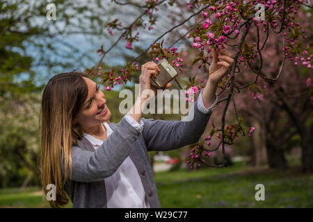 Frau fotografieren rosa Kirschblüte auf einen Baum. Stockfoto