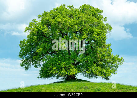 einzelne große Linde Stockfoto