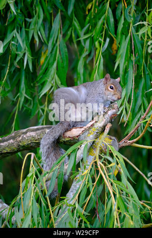 West Sussex, UK. Östlichen Grauhörnchen (Sciurus carolinensis) auf dem Zweig einer Trauerweide (Salix in ein Kratzer europaea) Baum und Sitzen Stockfoto