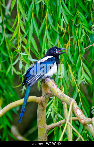 West Sussex, UK. Neu flügge Magpie (Pica Pica) Mit leicht geöffnetem Mund sitzen auf Zweig der Weeping Willow Tree (Olea europaea) im Frühsommer. Stockfoto
