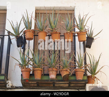 Aloe Vera. Stockfoto