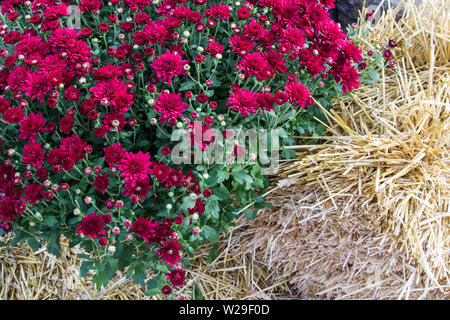 Herbst Gartenarbeit Hintergrund. Schöne Nahaufnahme der Herbst Chrysanthemen. Auch als Mamas bekannt, die Blüte jährliche ist hardy bei kühlerem Wetter. Stockfoto