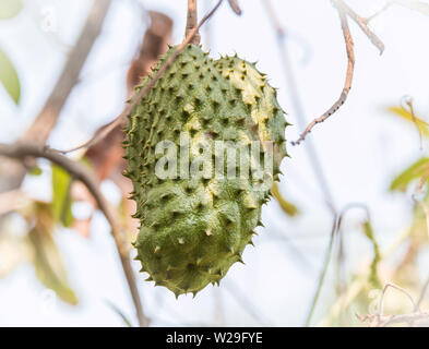 Soursop Frucht am Baum (Annona Muricata L.) Stockfoto