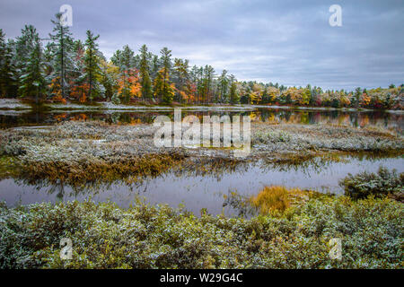 Michigan Wald erster Schnee Landschaft. Herbstlaub im Schnee in den Feuchtgebieten von Tahquamenon Falls State Park in Newberry, Michigan abgedeckt. Stockfoto