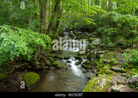 Great Smoky Mountain Stream. Ruhigen Gebirgsbach fließt durch die unberührte Wildnis der Great Smoky Mountains National Park. Stockfoto