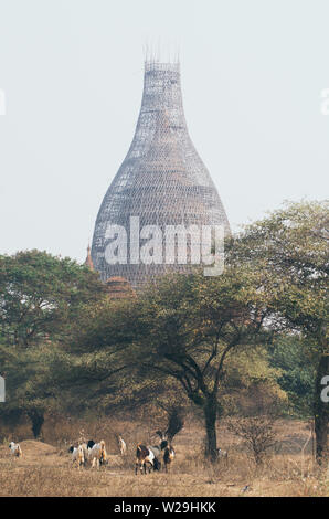 Blick über Stupas und Pagoden von Bagan, antike Tempel Komplex während der Sunrise golden hour in Myanmar. Ziegen im Vordergrund. Stockfoto