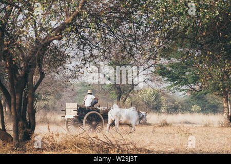 Mann, alte hölzerne Warenkorb durch einen weißen Büffel in der ländlichen Umgebung von Bagan, Myanmar angetrieben. Stockfoto