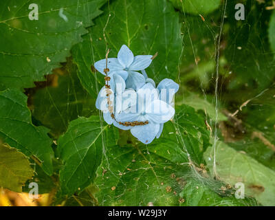 Licht Blaue Hortensie Blütenblätter in einem Spinnennetz in einem Cluster von Hydrangea Büschen verfangen. Stockfoto