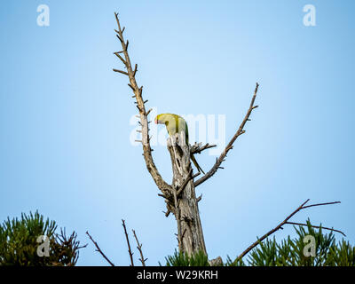 Eine rose-ringed parakeet Quartieren in der Spitze eines japanischen Zeder. Von entflohenen Haustieren herab, diese sittiche haben, leben in Japan angepasst. Stockfoto