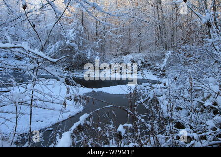 Winter Wald Landschaft Szene. Frisch gefallenen Schnee in der Wüste Wald am Ufer eines kleinen Teichs in Michigan Stockfoto