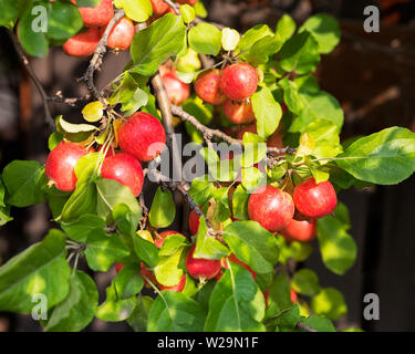 Herbst Crab Äpfel auf einem Baum Stockfoto