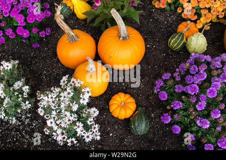 Herbst Ernte Hintergrund. Kürbisse und lebhaften farbigen Chrysanthemen in reichen schwarzen Garten Boden. Von oben mit hellen natürlichen Farbe gedreht. Stockfoto