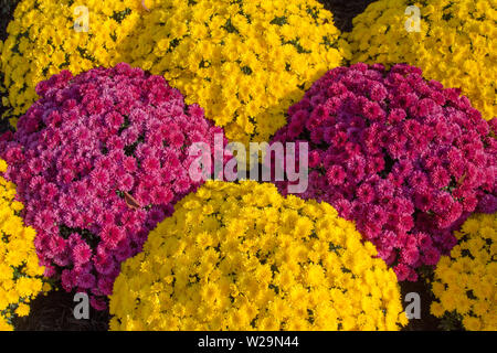 Mehrfarbige Topfchrysanthemen. Gruppe von roten und gelben Topfpflanzen Chrysantheme mit leuchtenden Farben im Herbst Garten hinzufügen. Von oben geschossen Stockfoto