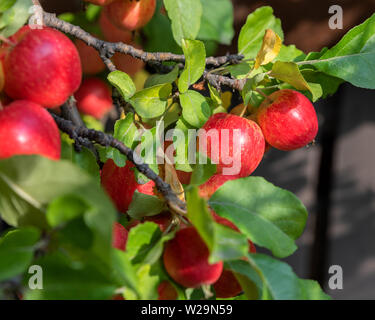 Herbst Crab Äpfel auf einem Baum Stockfoto