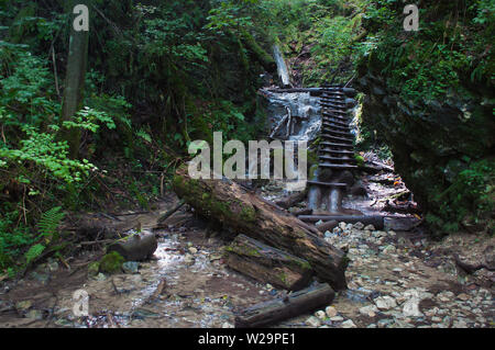 Ansicht einer Holzleiter und Protokolle in der hornad Canyon, Slovensky Raj, Slowakei. Frischen Strom mit einem kleinen Wasserfall. Hohe dunkel grüne Bäume, Felsen Stockfoto