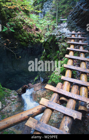 Lange Holzleiter über dem Wasser nach unten fallen das Loch in der Canyon, Slovensky Raj, Slowakei. Hohe dunkel grüne Bäume, Felsen in Moos bedeckt. Extreme Stockfoto