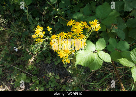 Common Ragwort Blütenkopf Stockfoto