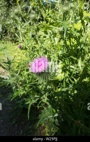 Speer thistle Blütenkopf Stockfoto