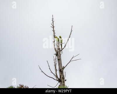 Eine rose-ringed parakeet Quartieren in der Spitze eines japanischen Zeder. Von entflohenen Haustieren herab, diese sittiche haben, leben in Japan angepasst. Stockfoto