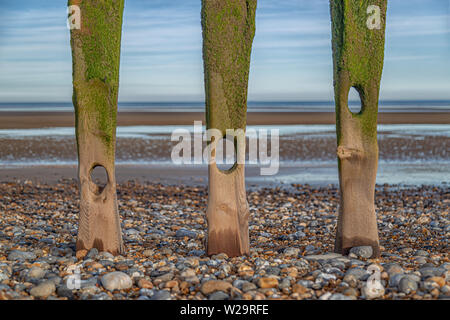 Alte hölzerne Buhnen in der Schindel auf Roggen Hafen Naturschutzgebiet Strand. Stockfoto