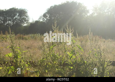 Bild von Weizen Pflanzen vor ein Weizenfeld auf Wiesen an einem sonnigen Tag Stockfoto